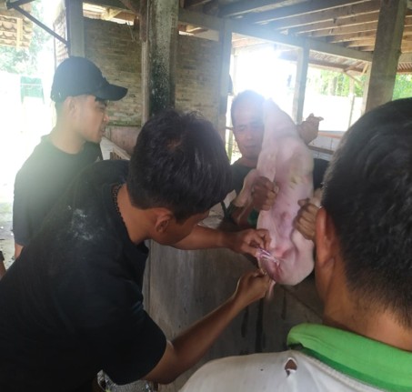 Belajar dari Salatiga, Membawa Harapan Baru bagi Peternak Anggota CUSS