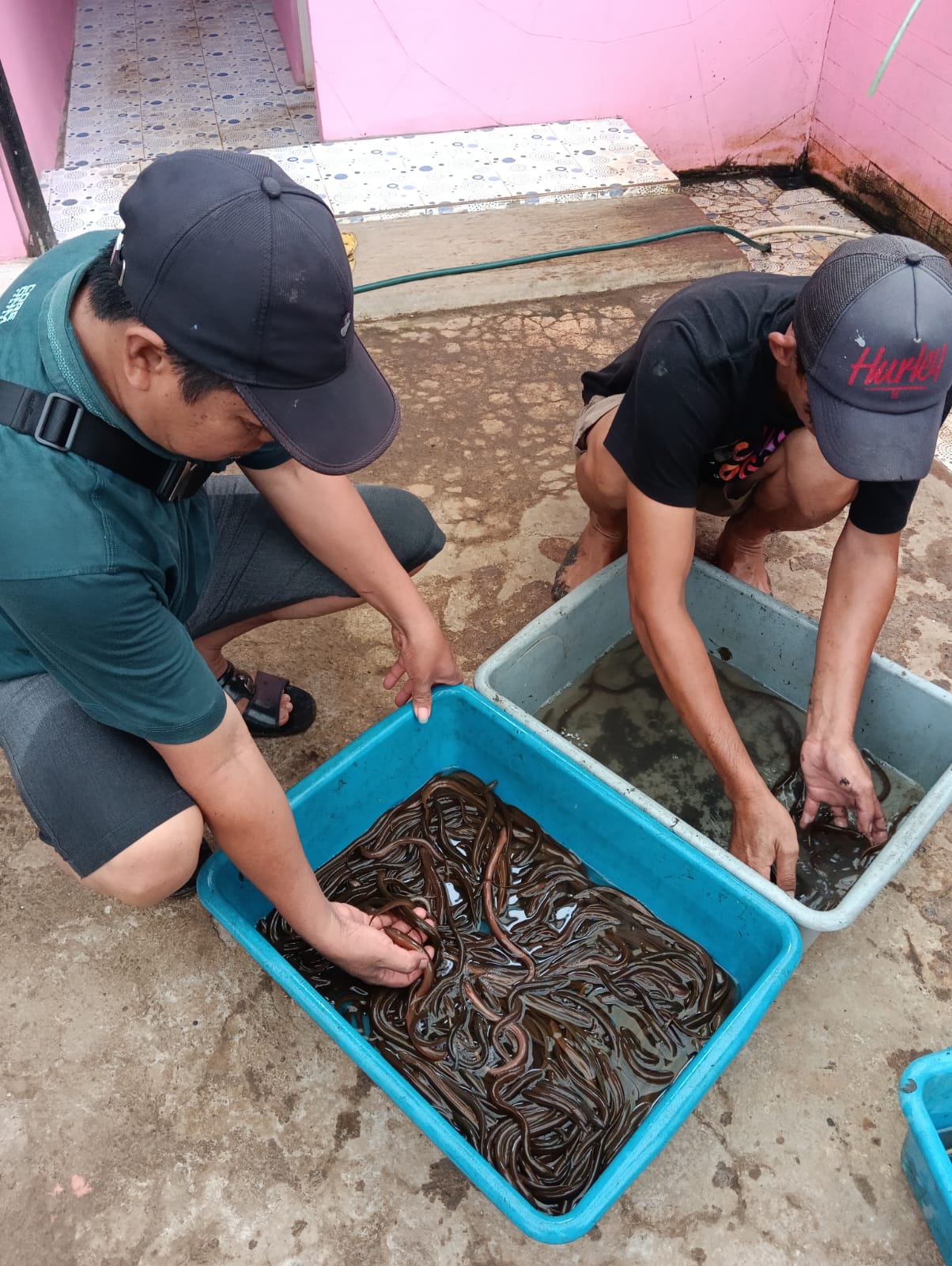 Dari Belut, Hidroponik, hingga Anggur: Menemukan Peluang dan Menumbuhkan Harapan di Rakass Farm